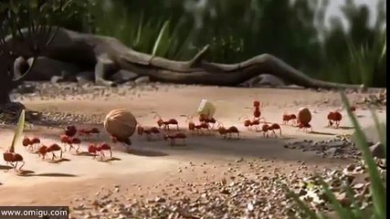 it's smarter to travel in groups