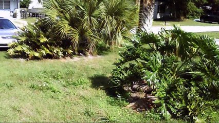 Syma X5C Quadcopter flight above the trees. This drone fly's and records video!