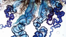 Stunning Video The Portuguese Man-of-War Up Close