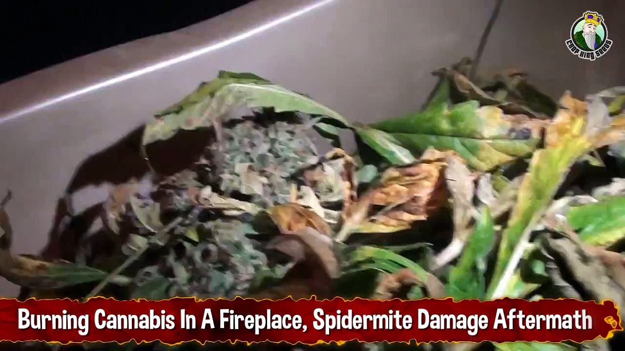 Burning Cannabis In A Fireplace_ Aftermath Of Spidermite Damage
