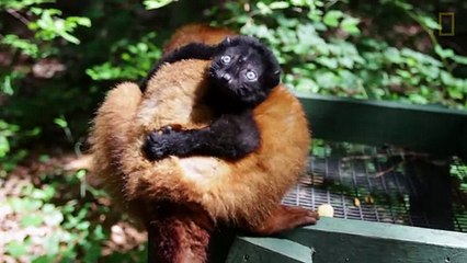 Raising Cute Baby Lemurs to Save a Species