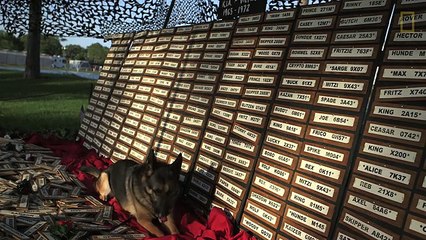 Remembering the Vietnam War's Combat Dogs