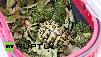 Blade turtle moves with LEGO wheelchair
