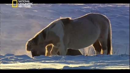‫وثائقي - براري روسيا- سيبيريا HD‬‎