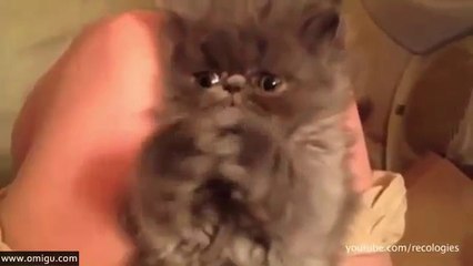 Cats And Dogs In Desperate Need Of Naps