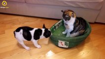 Puppy Tries to Reclaim Bed From Unimpressed Cat