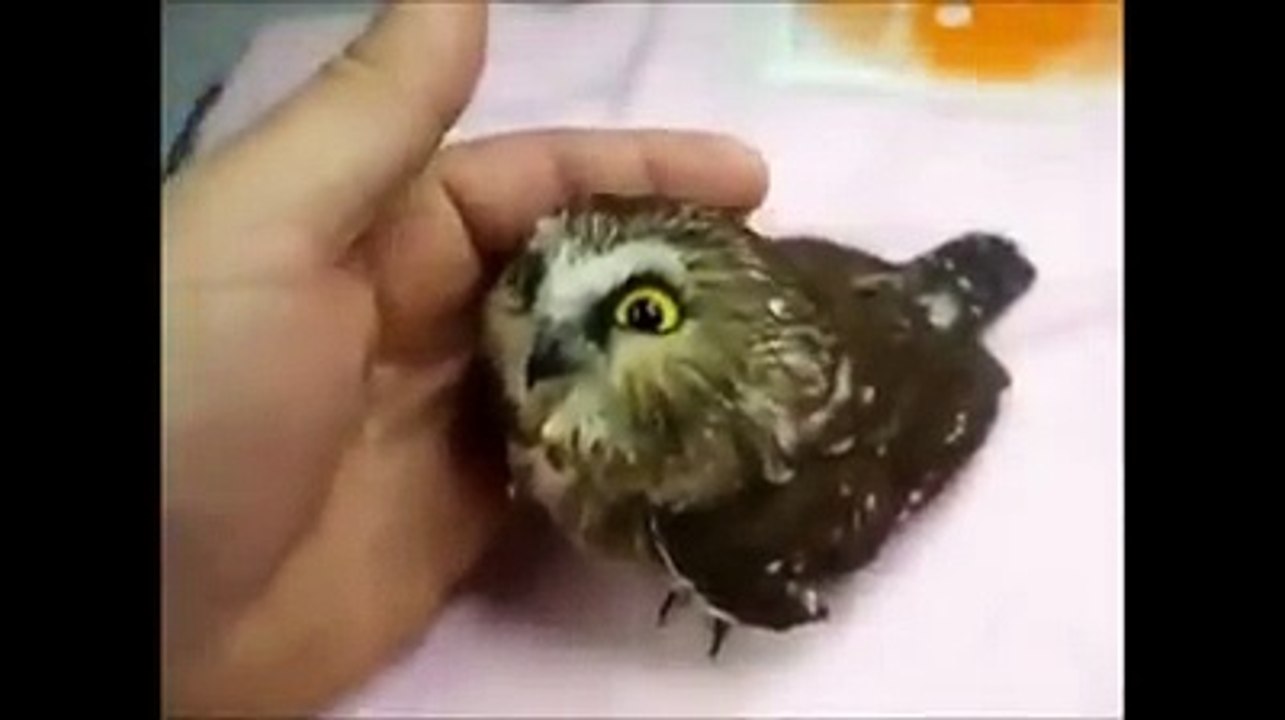 Une chouette qui adore les caresses