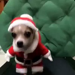 Chihuahua sur un tapis roulant en habille de père de Noel