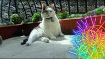 Sir Snowy,the Italian-Cats-A-Nova Jivin' Happy Song