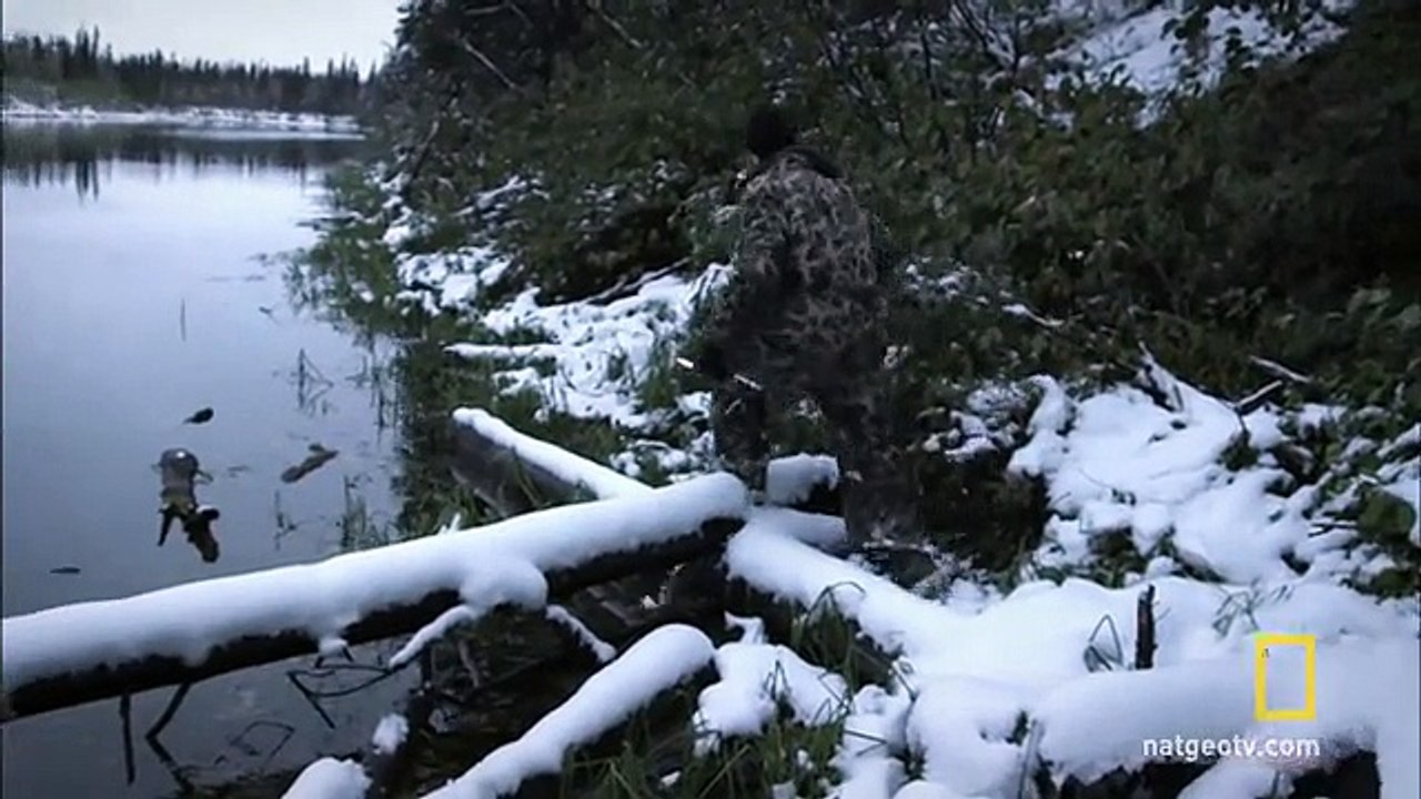 Sinking Beaver