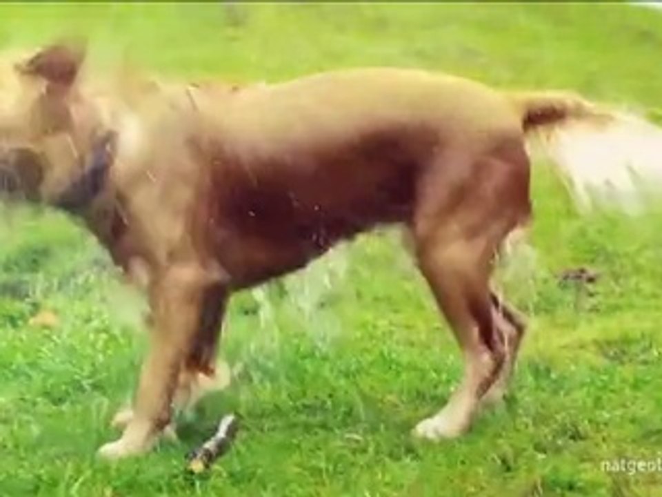 Snarling Canines