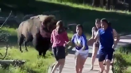 Best Funny Animals Doing Stupid Things HD