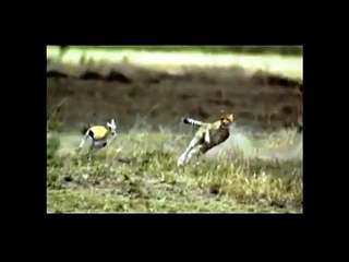 Animals in slow motion