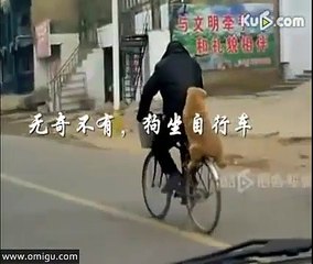 Dog Riding On Back Of Bicycle