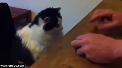 Cat Plays Guessing Game