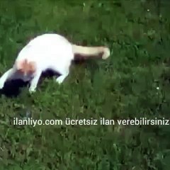 Kedi ve bukalemun