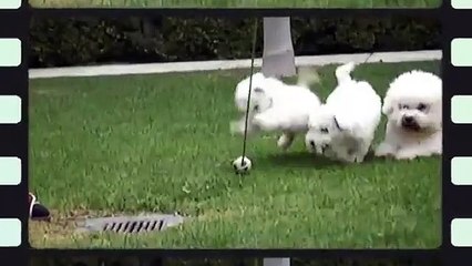 Cachorros Bichon Frise Venta