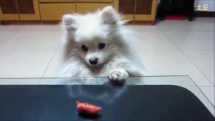 Ce chien japonais a vraiment faim