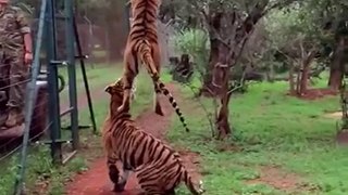 Saut d'un tigre en slow-motion