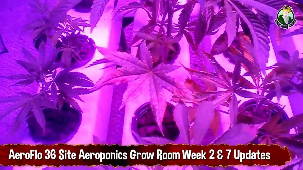 AeroFlo 36 Site Aeroponics Grow Room Week 2 and Week 7 Updates