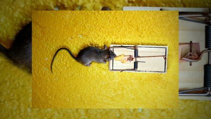 Pest Control Services Frisco TX | Call 214-919-0021