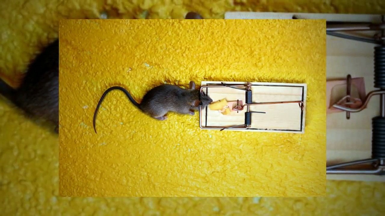 Pest Control Services Frisco TX | Call 214-919-0021