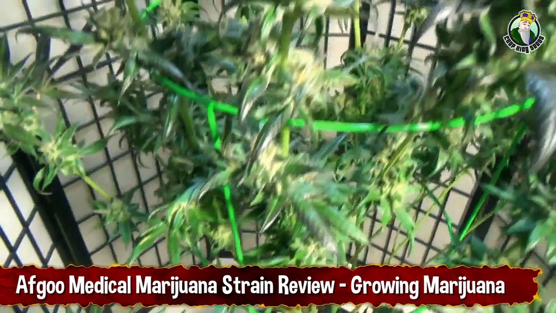 ⁣Afgoo Medical Marijuana Strain Review - Growing Marijuana
