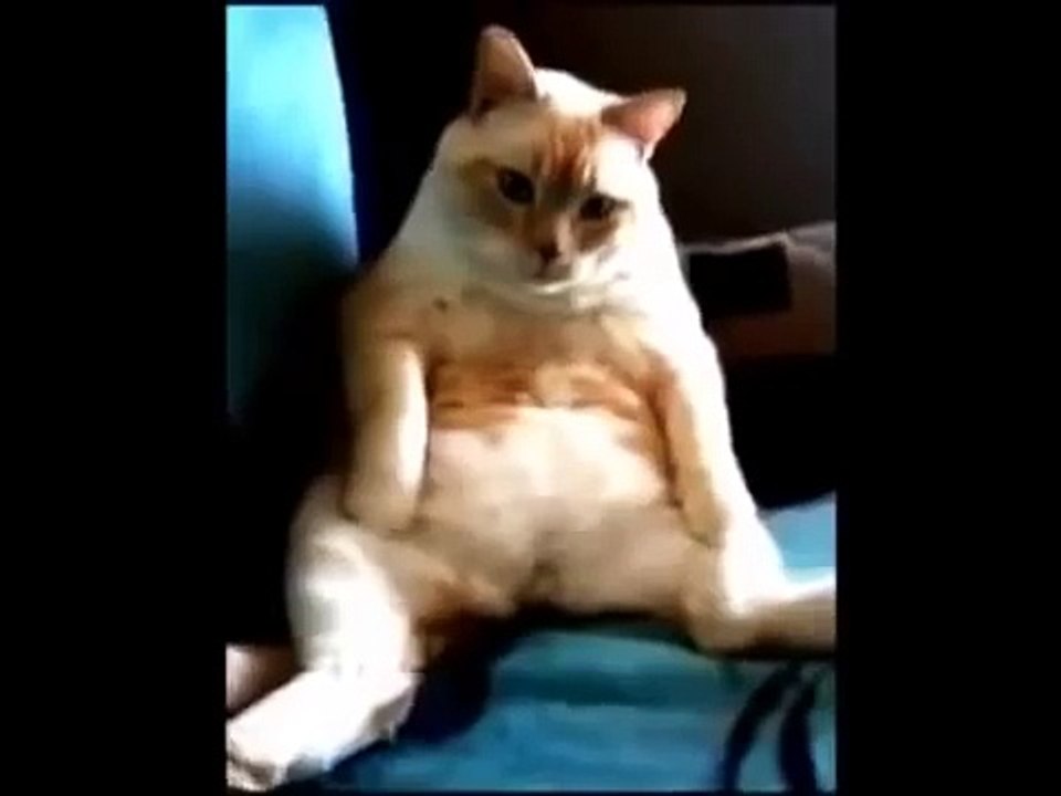 The Funny Farts Animals - Funny Farting Animals