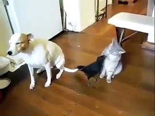 That s Crow The Food Of Cat And Dog   The Example Of Animals Friendship