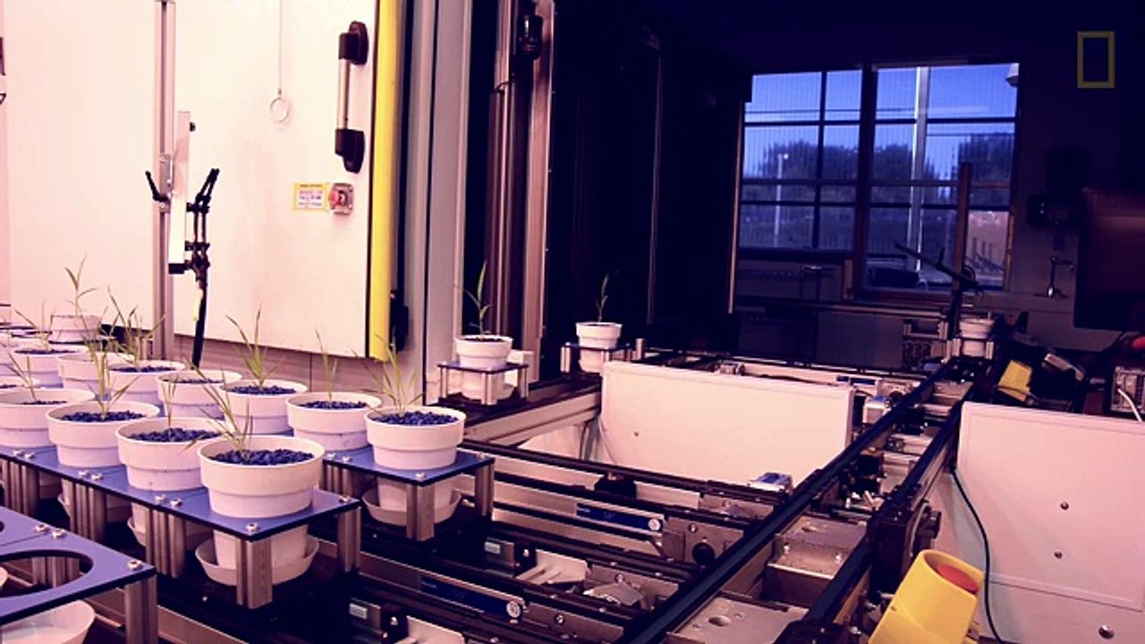 Tomatoes Shed Light on How Plants Fight Drought