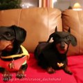 BATDOG & Robin : des chiens trop mignons dans le rôle de Batman et robin!