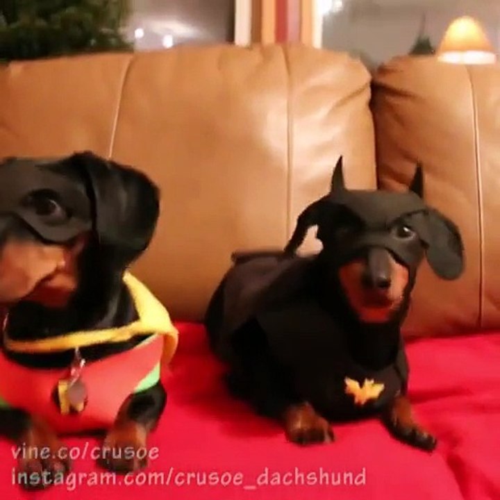 BATDOG & Robin better than Batman : cute dogs are our new favorite superheroes!