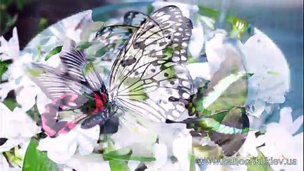Кормление бабочек дома, http://babochki.kiev.ua