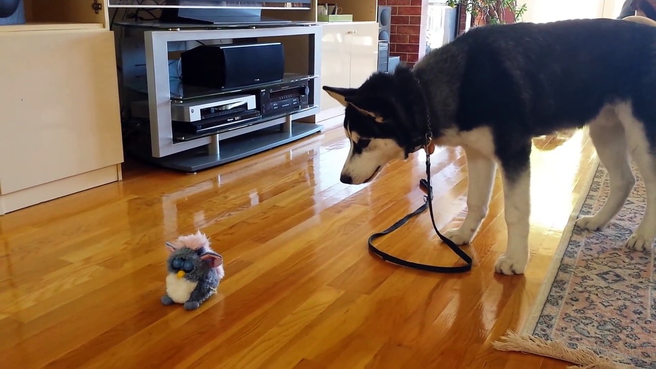Un bébé Husky effrayé par un jouet Furby qui parle!