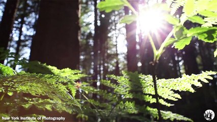 Aprende En Línea Sobre El Negocio De La Fotografía (Fotografia)