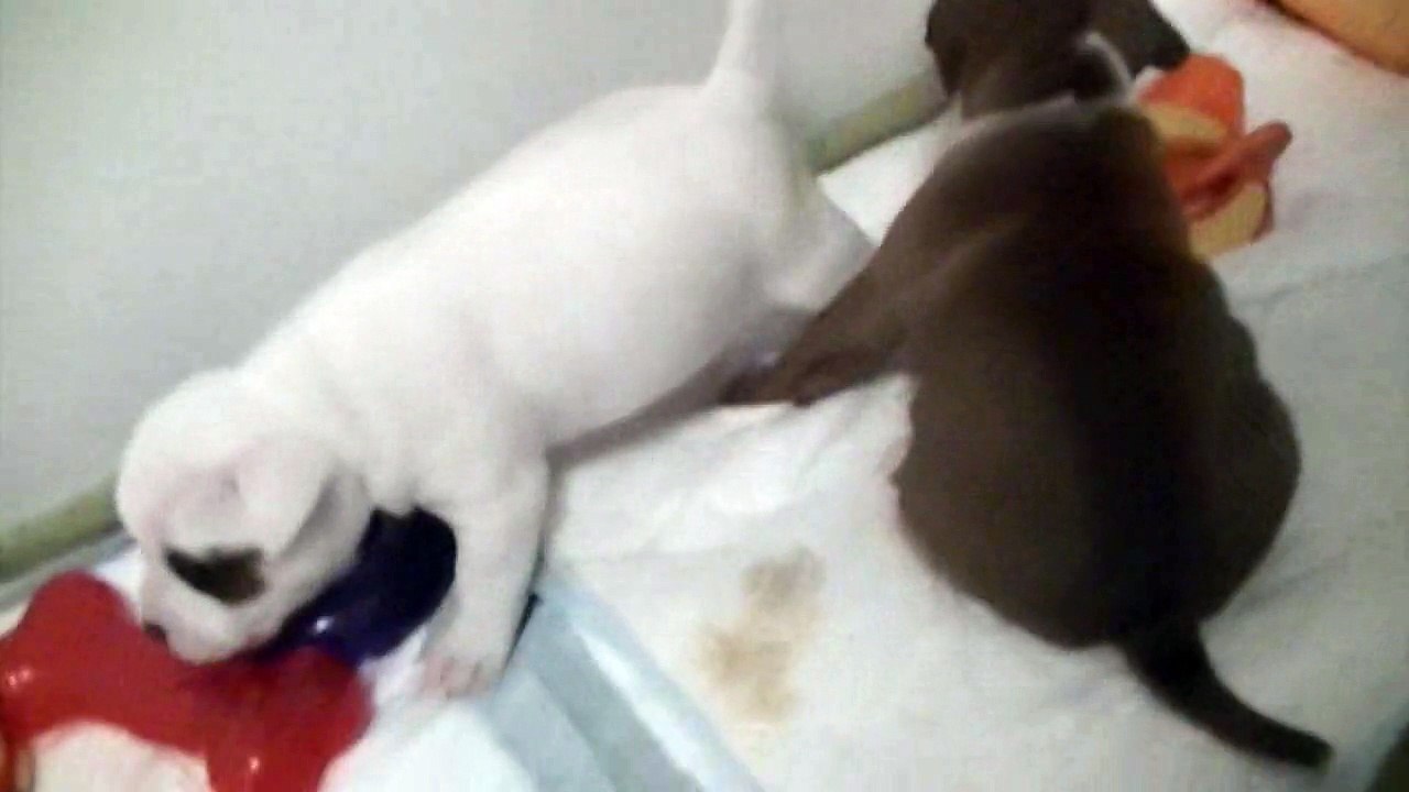 40ème vidéo de chiot staffie de la 18ème portée de Staffordland