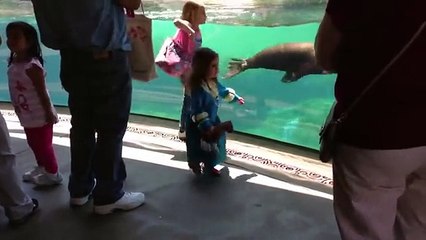 une petite fille joue avec un otarie.