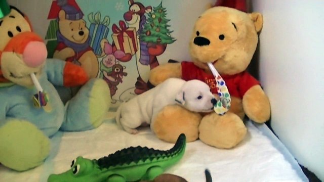 43ème vidéo de chiot staffie de la 18ème portée de Staffordland