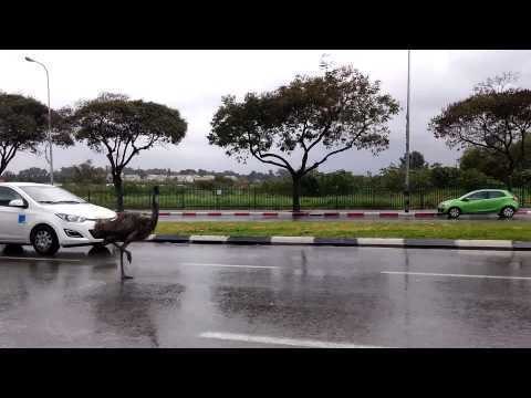 Escaped Emu Roams Streets of Tel Aviv