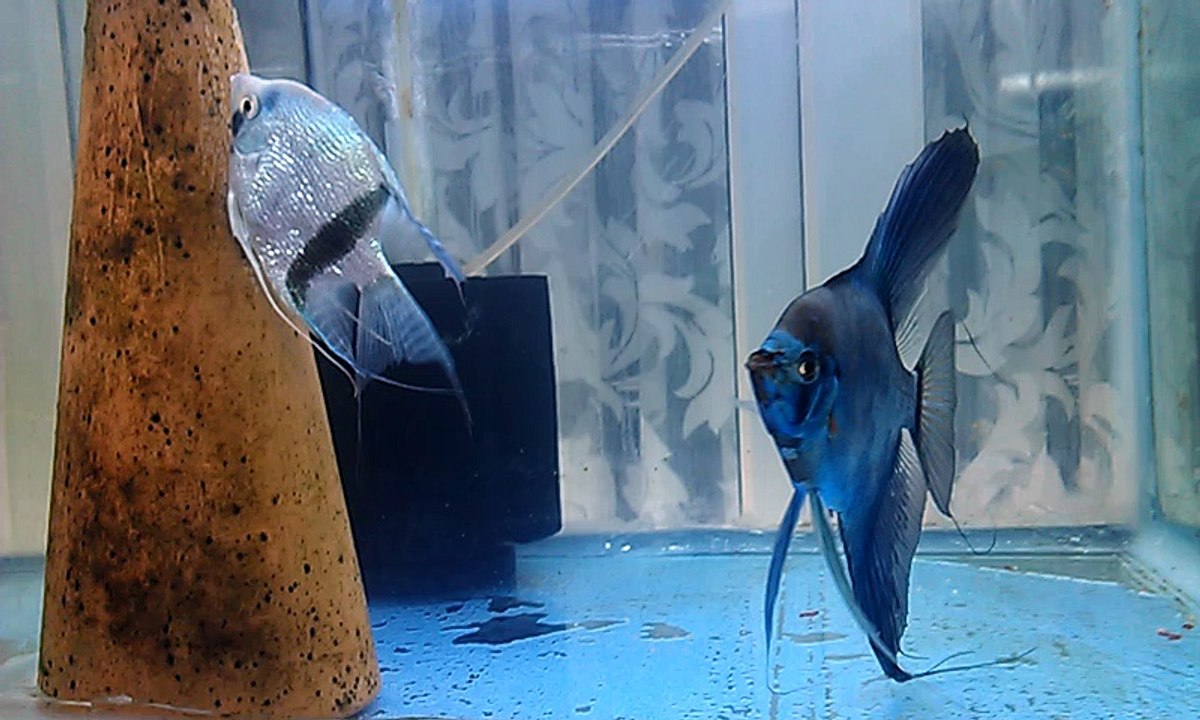 pinoy paraiba ve philippine blue çifti