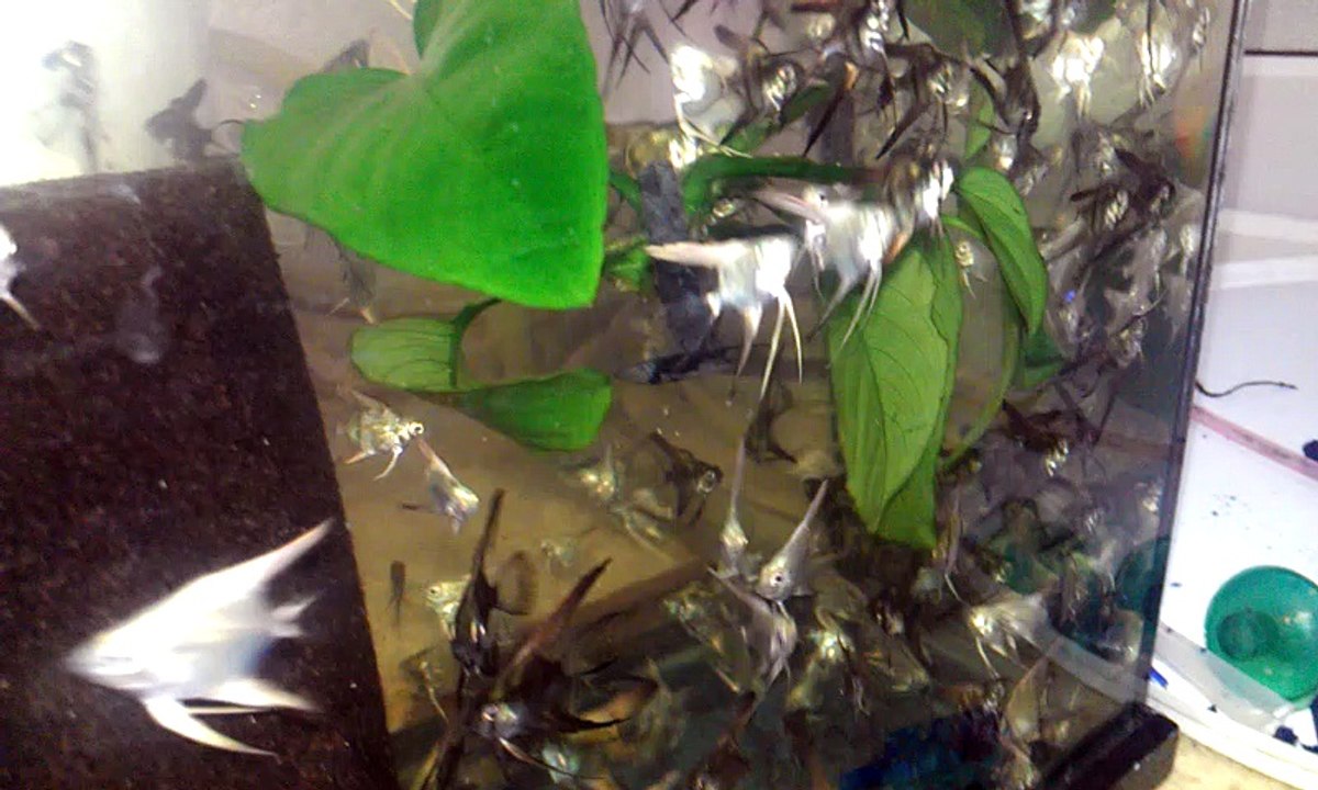 tül kuyruk pinoy ve mavi yavrular