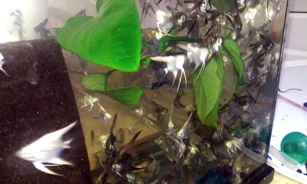 tül kuyruk pinoy ve mavi yavrular