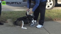 Este perro puede correr gracias a una prótesis 3D