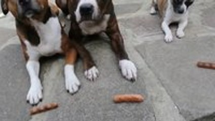 The Sausage Thief