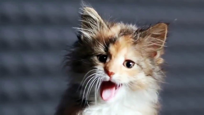 Sarki Soyleyen Kediler Video Dailymotion