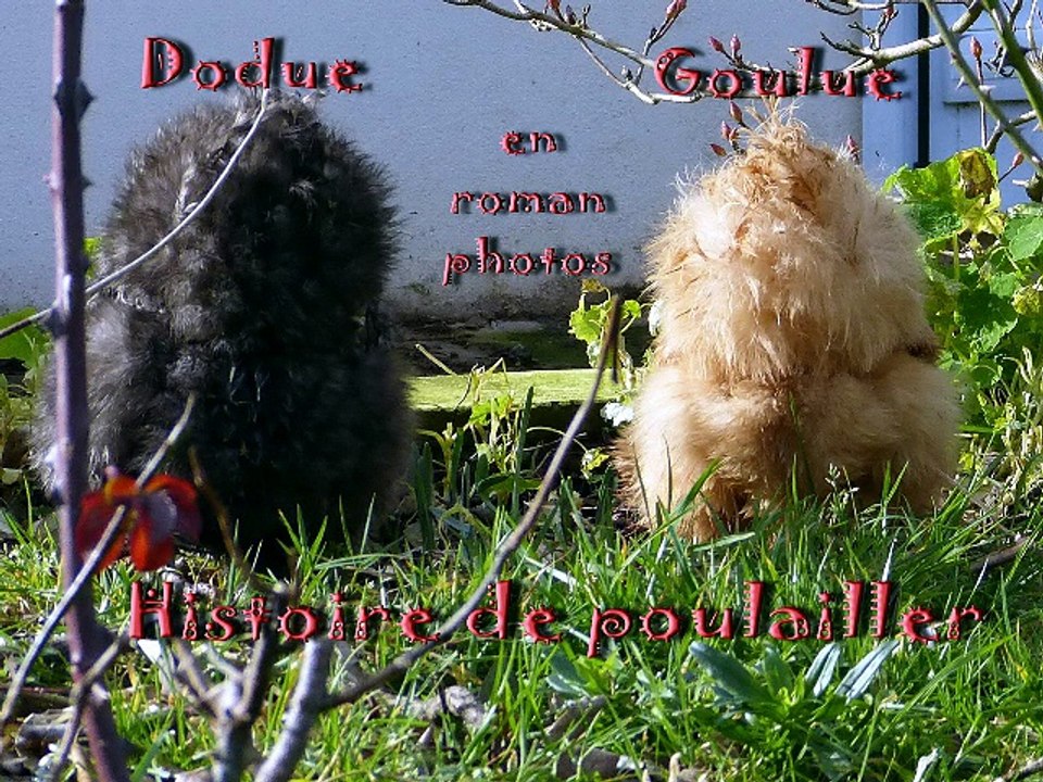 Histoire de poulailler