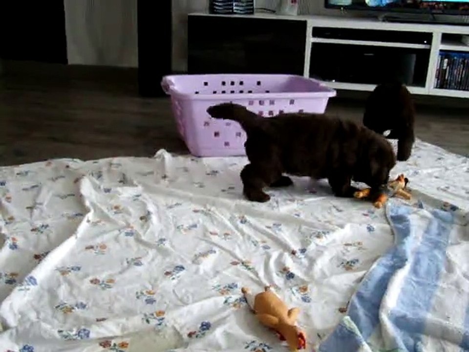 chiots terre neuve marron bronze de l'élevage de VALOYAN