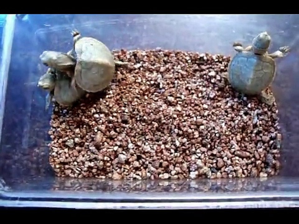 What do Red-eared slider hatchlings look like？