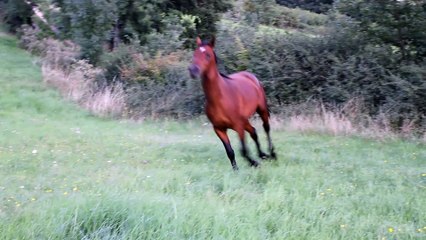 Caïdan - Galop dans le pré (vue de près)