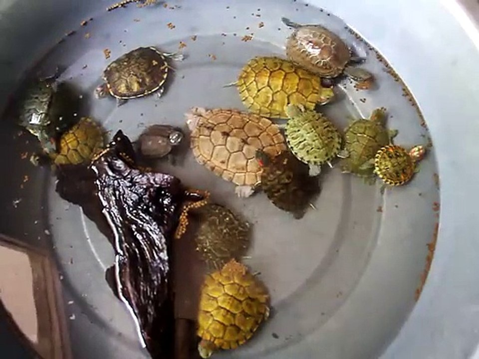 Red-eared sliders eating pet food